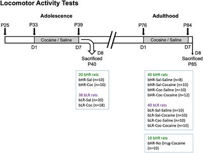 Adolescent cocaine differentially impacts psychomotor sensitization and epigenetic profiles in adult male rats with divergent affective phenotypes